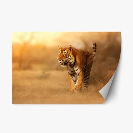 Adesivo riposizionabile tigre maestosa al tramonto • Wallissimo®