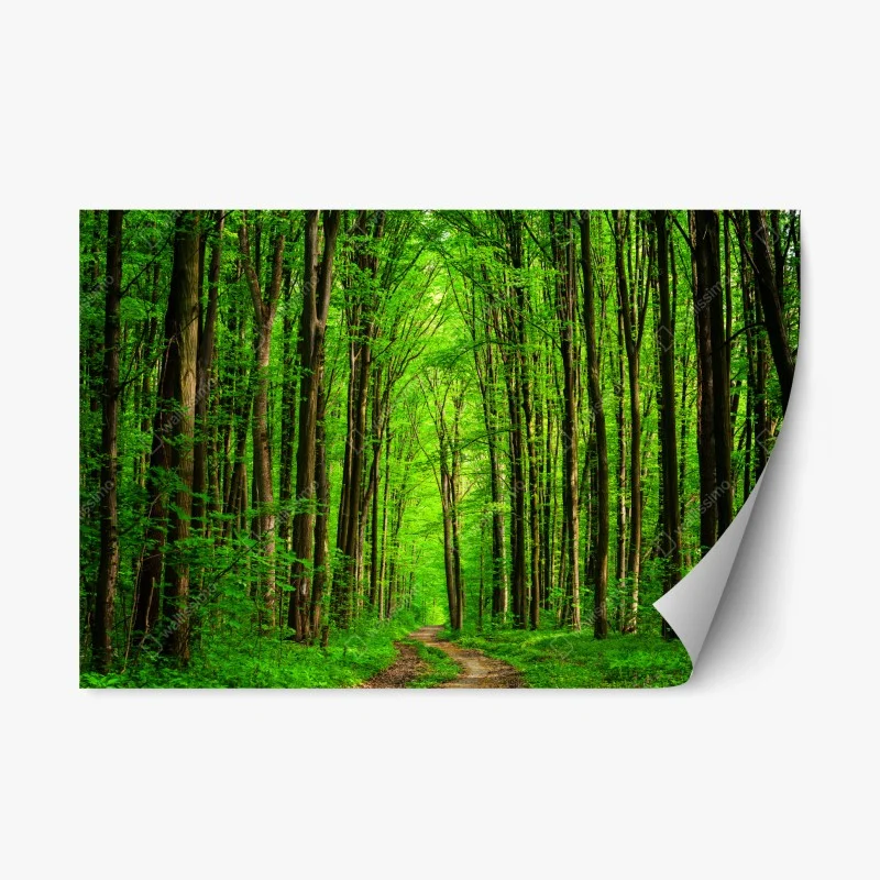 Adesivo riposizionabile sentiero nella foresta verde