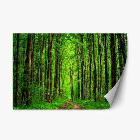 Adesivo riposizionabile sentiero nella foresta verde • Wallissimo®
