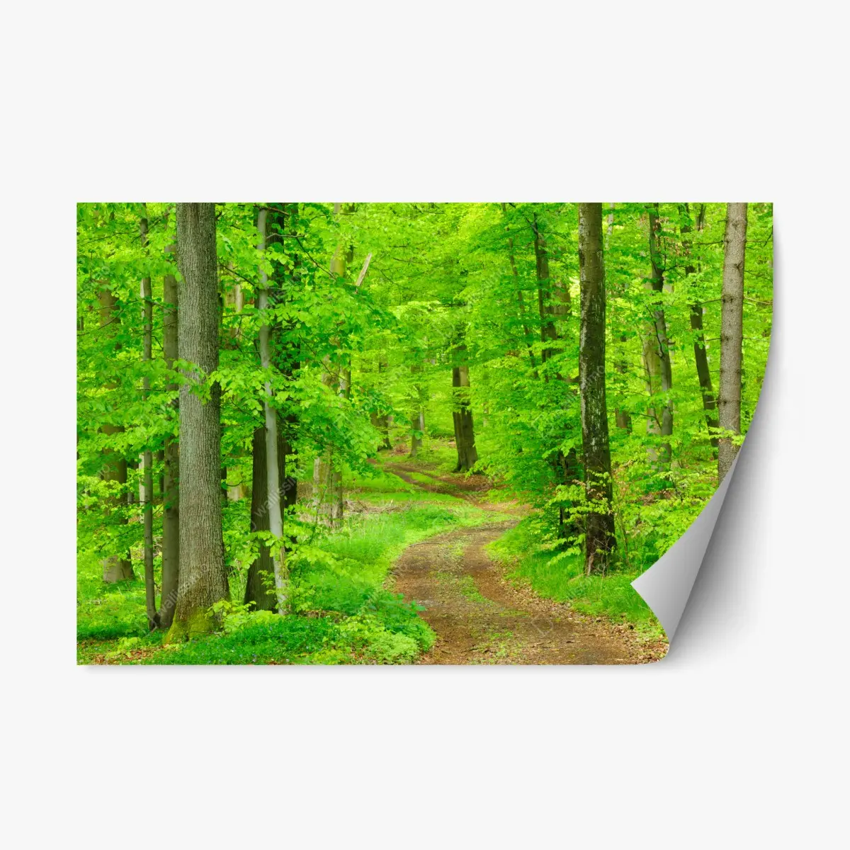 Adesivo riposizionabile sentiero nel bosco primaverile • Wallissimo®