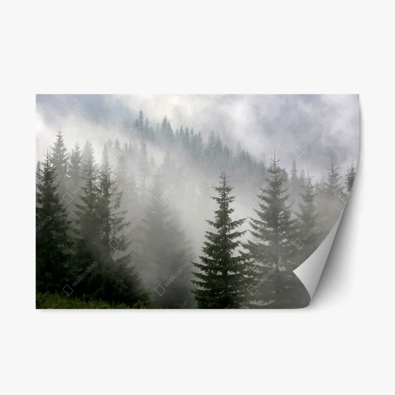 Adesivo riposizionabile foresta di pini nella nebbia mattutina