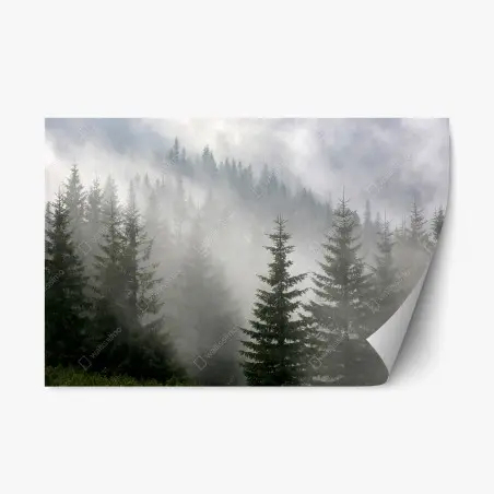 Adesivo riposizionabile foresta di pini nella nebbia mattutina • Wallissimo®