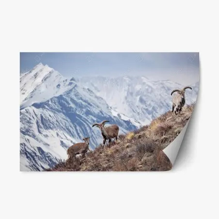 Adesivo riposizionabile mufloni e pecore blu del Manang sull'Himalaya • Wallissimo®