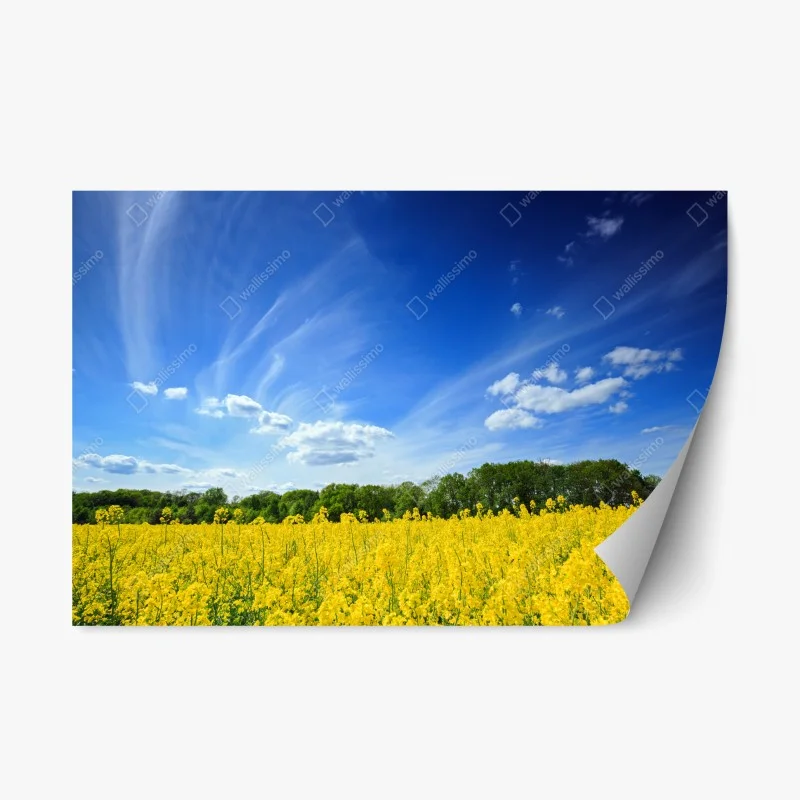 Adesivo riposizionabile campo di colza in fiore in Polonia