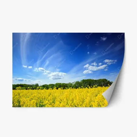 Adesivo riposizionabile campo di colza in fiore in Polonia • Wallissimo®