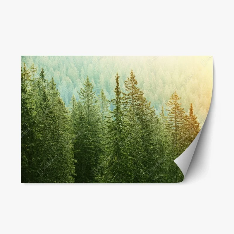 Adesivo riposizionabile foresta di conifere alla luce dorata • Wallissimo®