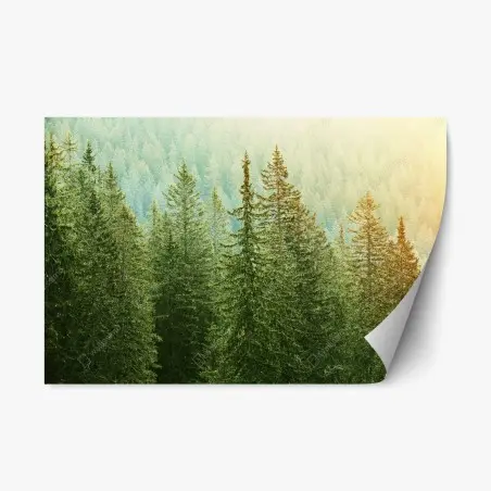 Adesivo riposizionabile foresta di conifere alla luce dorata • Wallissimo®