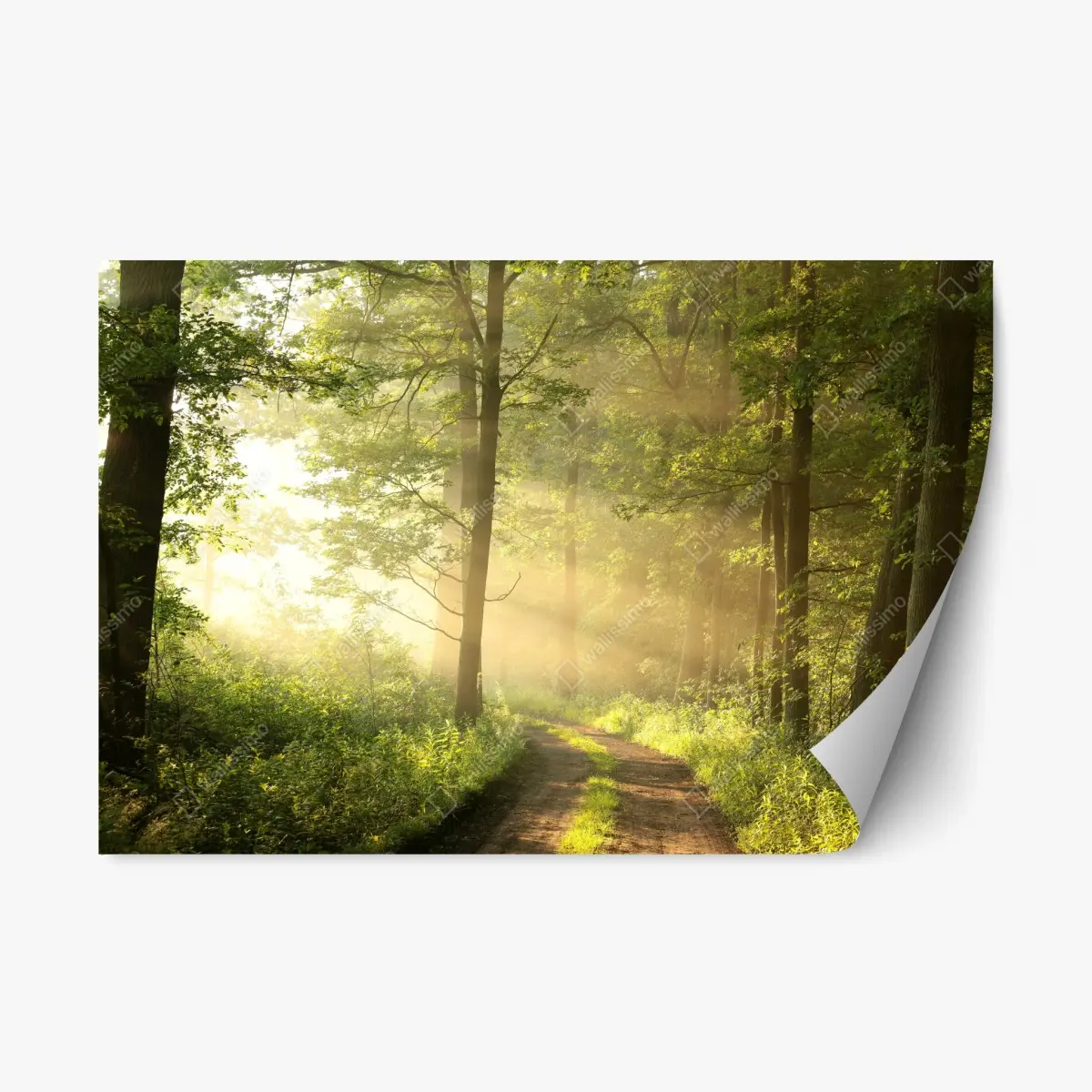 Adesivo riposizionabile sentiero nel bosco al mattino • Wallissimo®