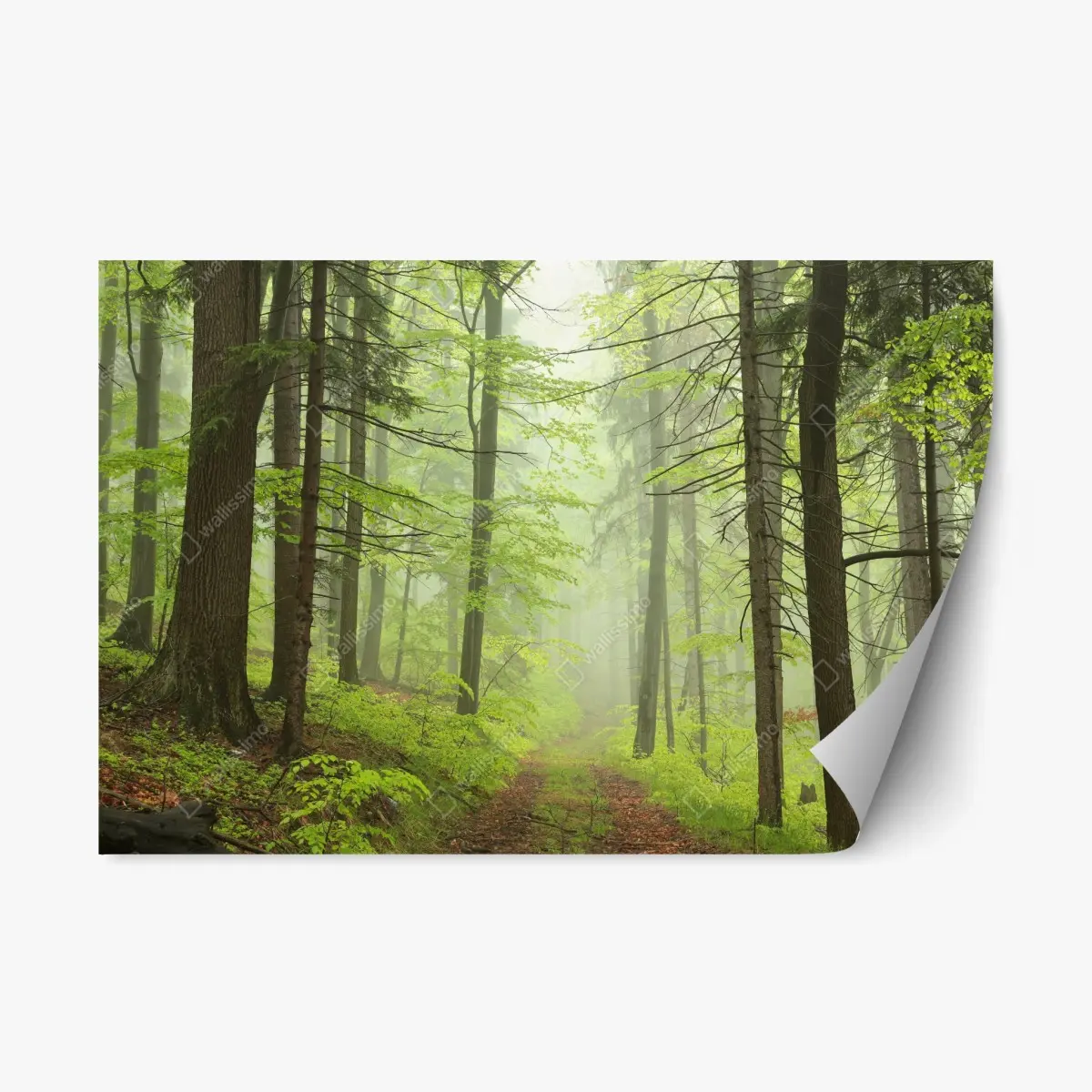 Adesivo riposizionabile foresta nebbiosa: sentiero tra gli alberi • Wallissimo®