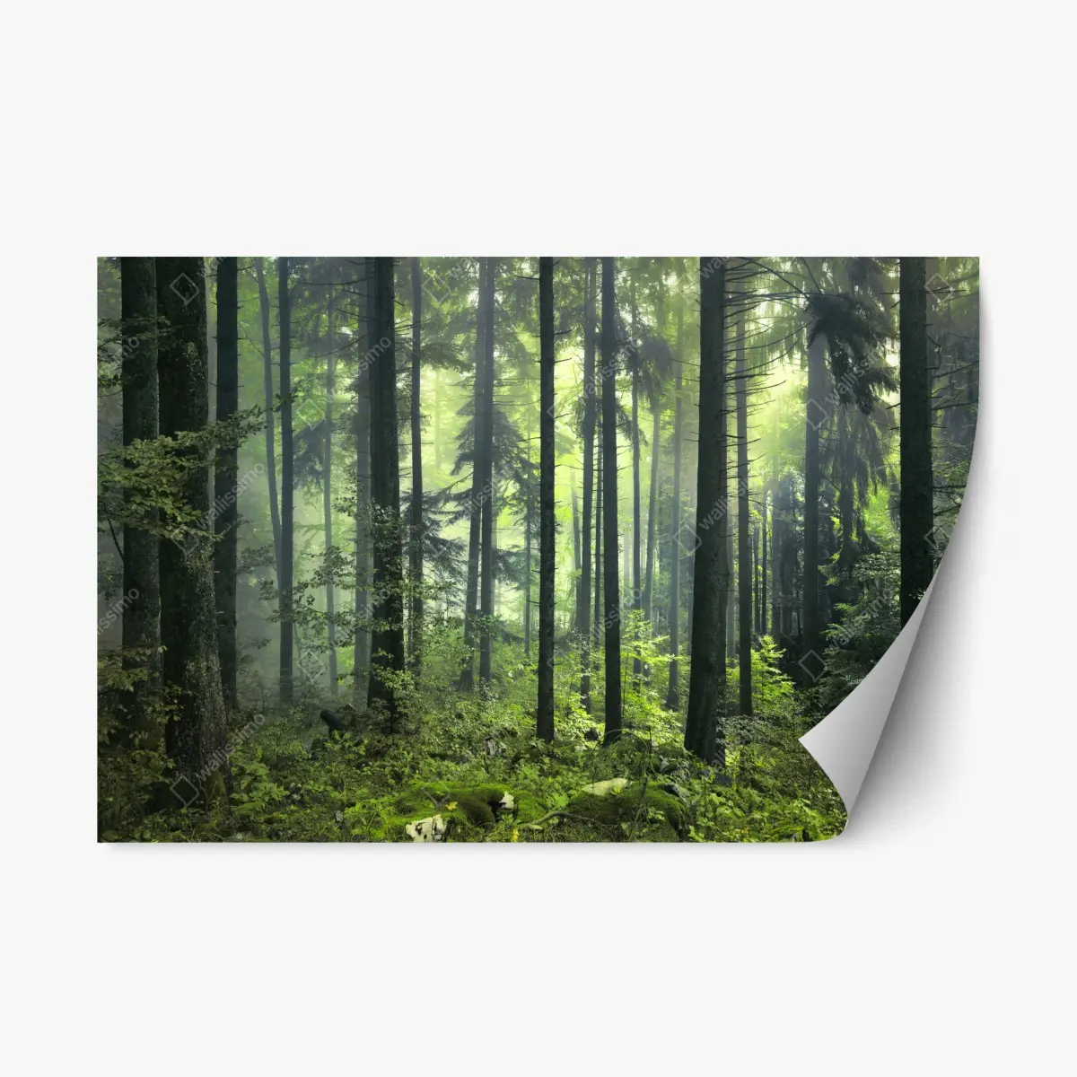 Adesivo riposizionabile foresta primaverile misteriosa • Wallissimo®