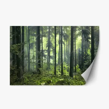 Adesivo riposizionabile foresta primaverile misteriosa • Wallissimo®
