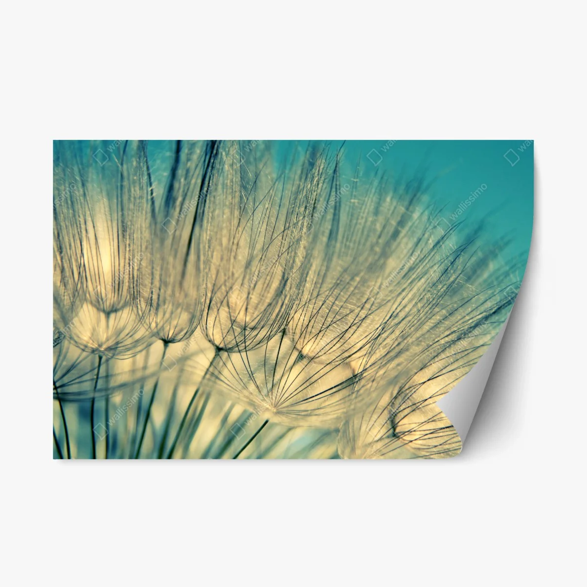 Adesivo riposizionabile soffione azzurro - eleganza naturale • Wallissimo® Adesivo riposizionabile soffione azzurro - eleganza naturale • Wallissimo®