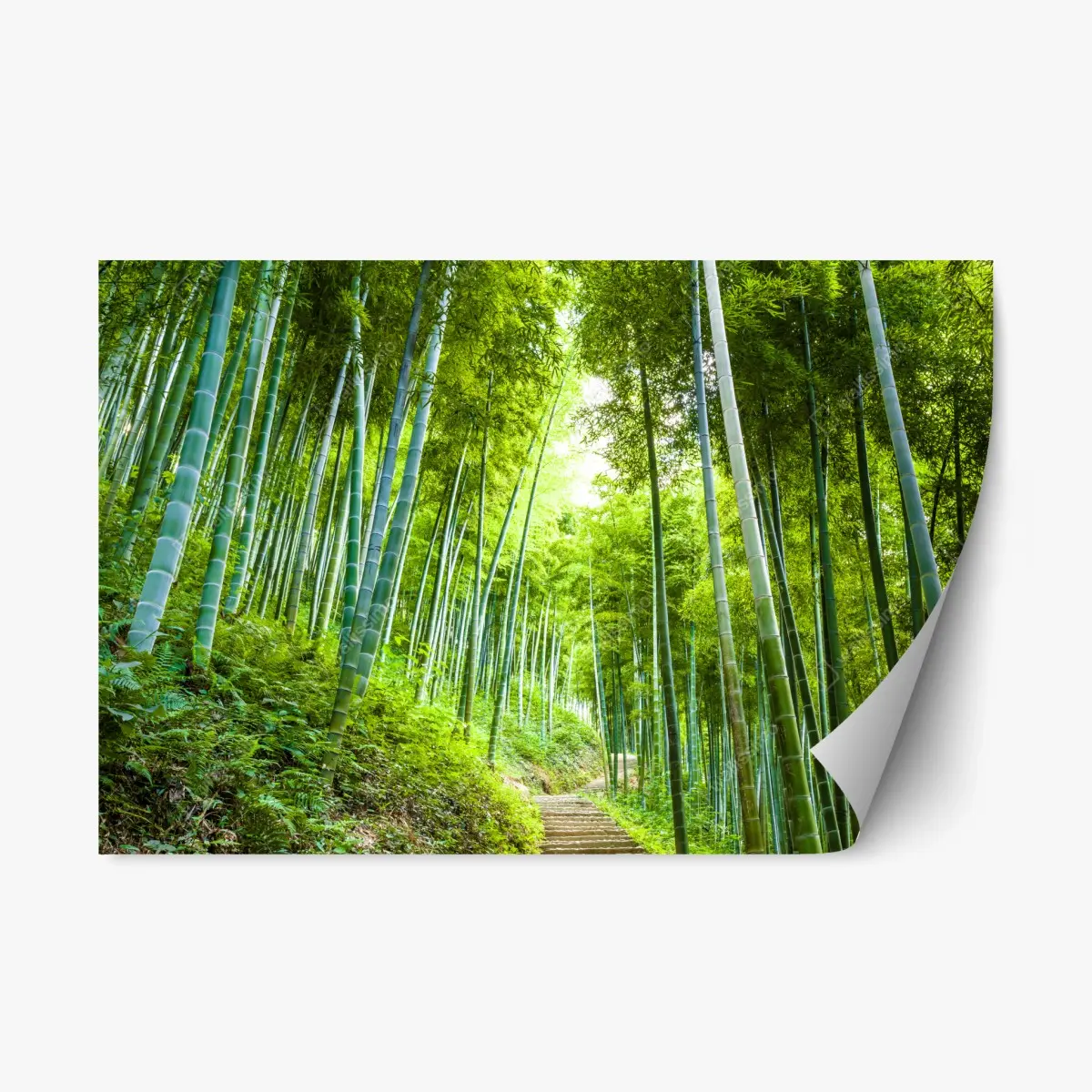 Adesivo riposizionabile sentiero incantato nella foresta di bambù • Wallissimo®