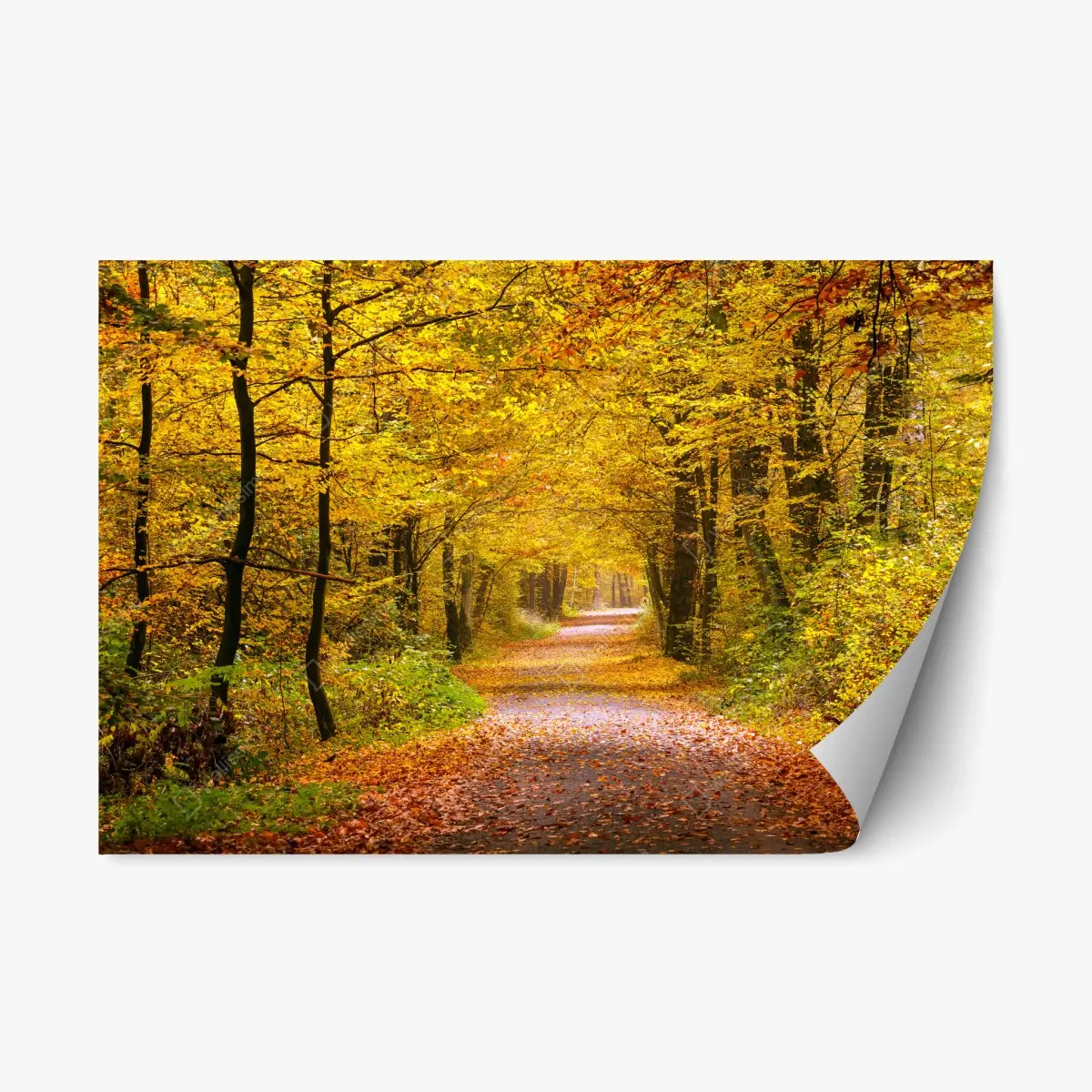 Adesivo riposizionabile sentiero d'autunno nel bosco dorato • Wallissimo®