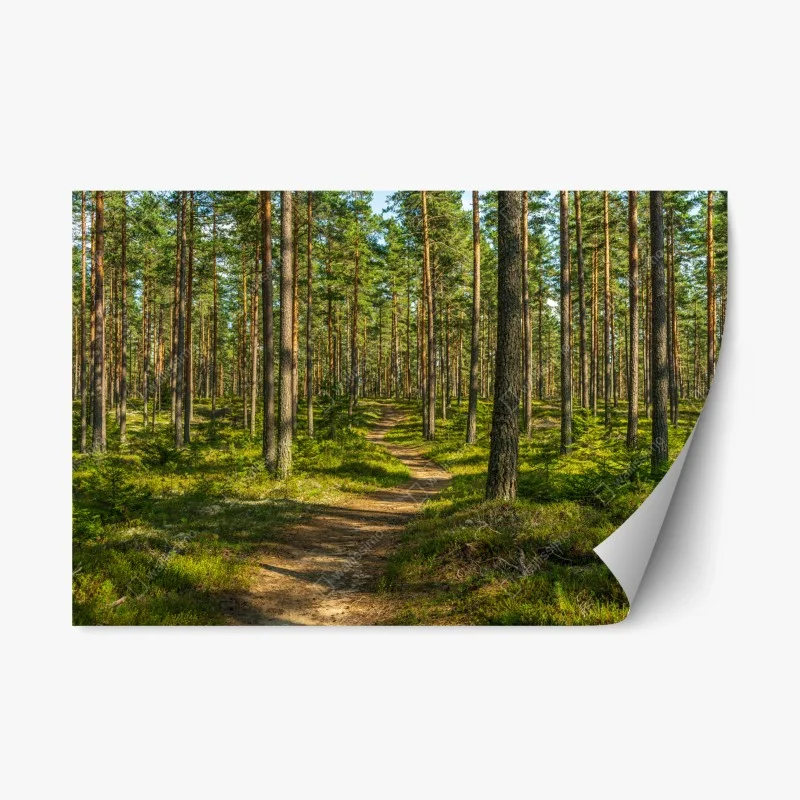 Adesivo riposizionabile sentiero nel bosco di pini