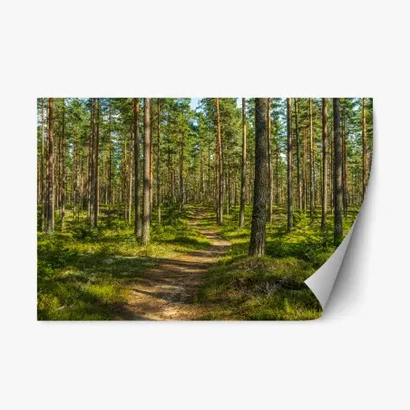 Adesivo riposizionabile sentiero nel bosco di pini • Wallissimo®