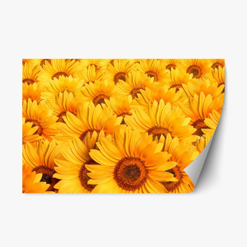 Adesivo riposizionabile esplosione di girasoli dorati