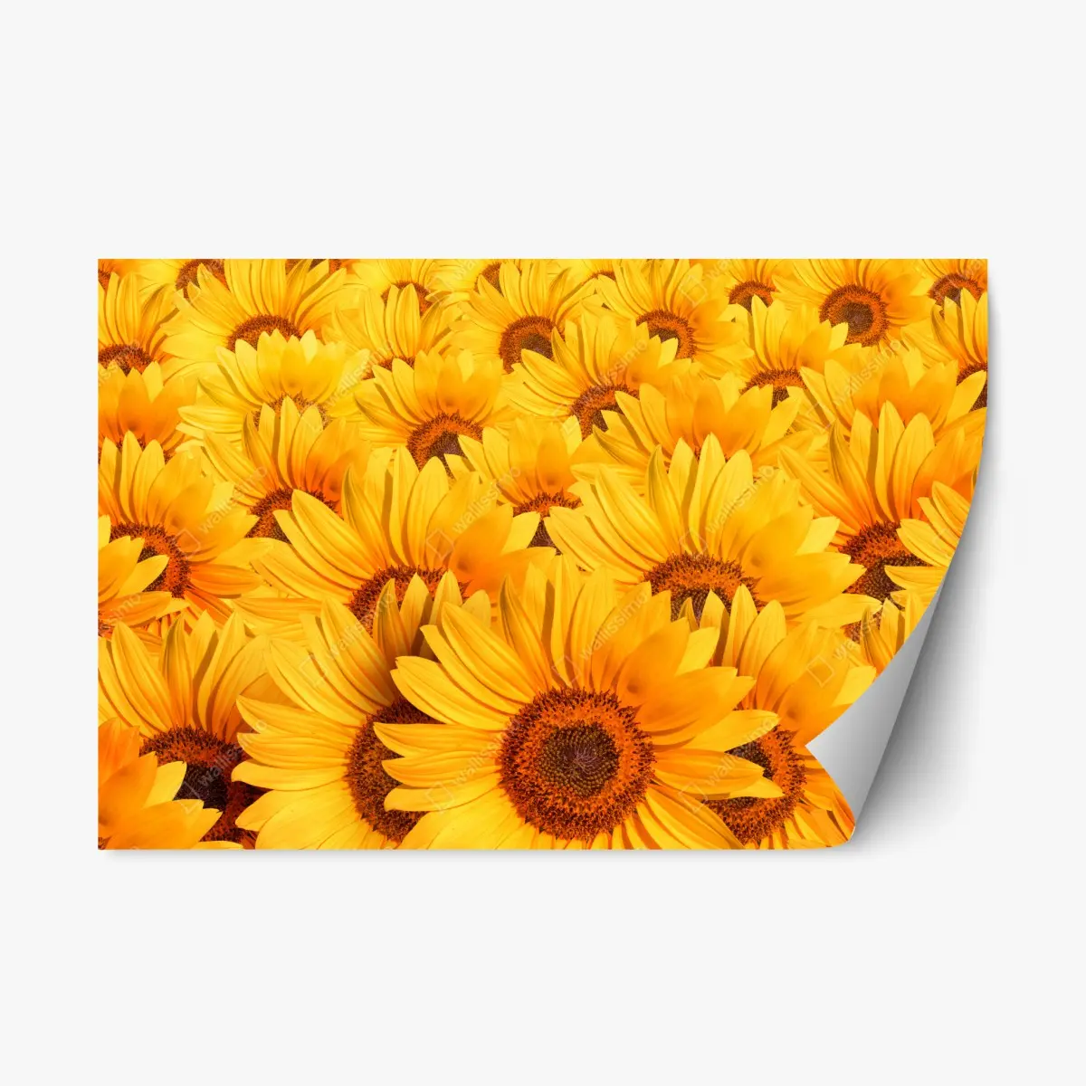 Adesivo riposizionabile esplosione di girasoli dorati • Wallissimo®