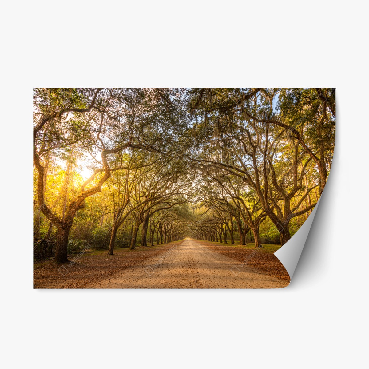 Adesivo riposizionabile viale di querce imponenti a Savannah • Wallissimo®