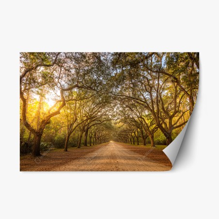 Adesivo riposizionabile viale di querce imponenti a Savannah • Wallissimo®