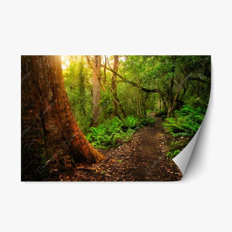 Adesivo riposizionabile sentiero giurassico nella foresta pluviale della Tasmania