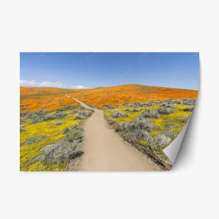 Adesivo riposizionabile sentiero tra papaveri in fiore, California meridionale • Wallissimo®
