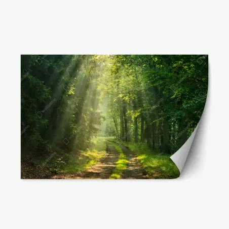 Adesivo riposizionabile sentiero nella foresta al mattino • Wallissimo®