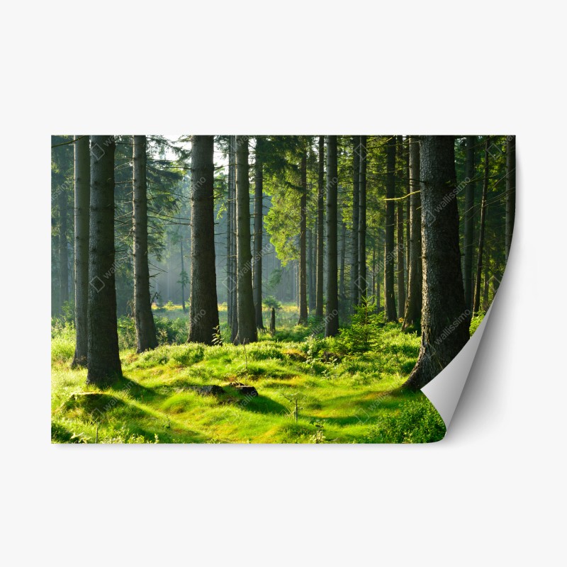 Adesivo riposizionabile mattino nel bosco verde
