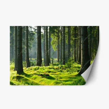Adesivo riposizionabile mattino nel bosco verde • Wallissimo®