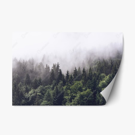 Adesivo riposizionabile foresta avvolta nella nebbia • Wallissimo®