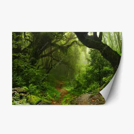 Adesivo riposizionabile sentiero nella foresta verde e misteriosa • Wallissimo®