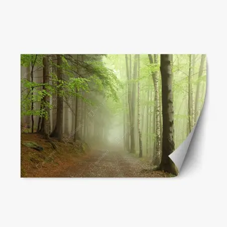 Adesivo riposizionabile sentiero nella foresta avvolto dalla nebbia • Wallissimo®