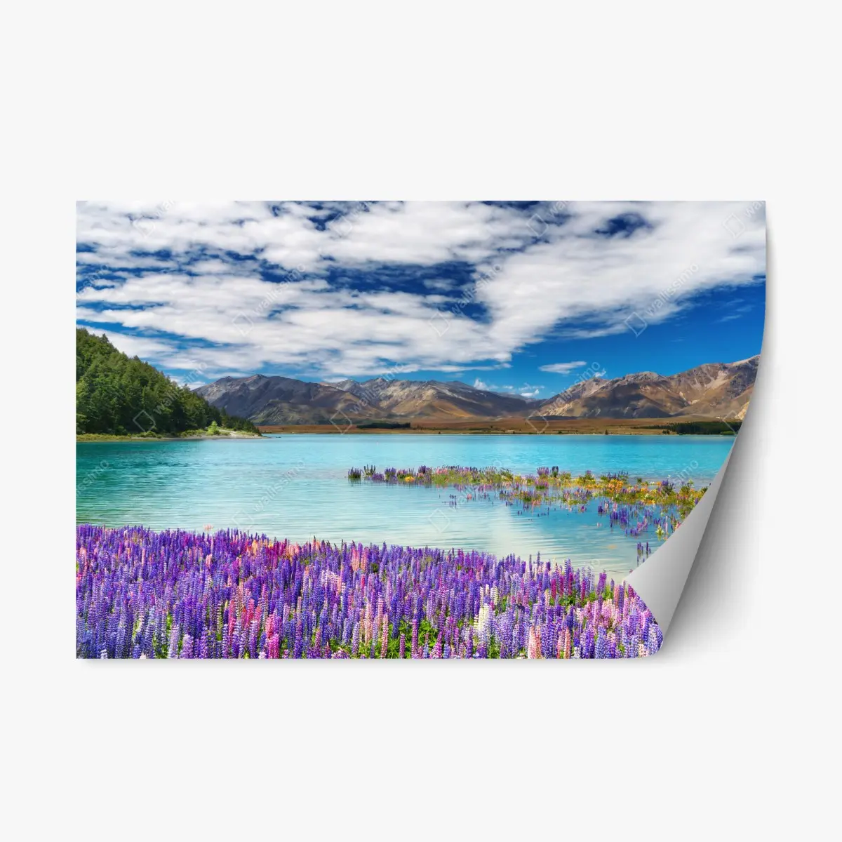 Adesivo riposizionabile campi di lupini sul Lago Tekapo • Wallissimo®