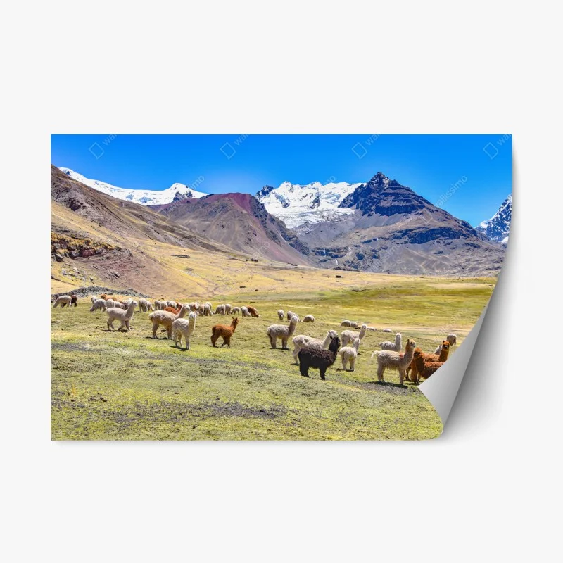 Adesivo riposizionabile gregge di alpaca e lama ai piedi di Ausangate, Cusco, Perù