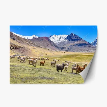 Adesivo riposizionabile gregge di alpaca e lama ai piedi di Ausangate, Cusco, Perù • Wallissimo®