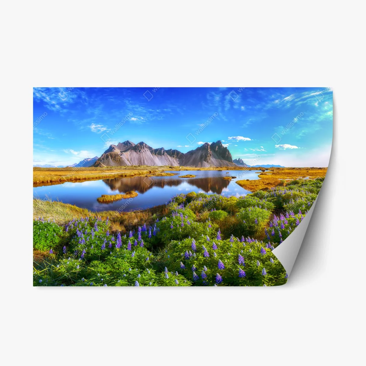 Adesivo riposizionabile panorama di Vestrahorn a Stokksnes con lupine • Wallissimo® Adesivo riposizionabile panorama di Vestrahorn a Stokksnes con lupine • Wallissimo®