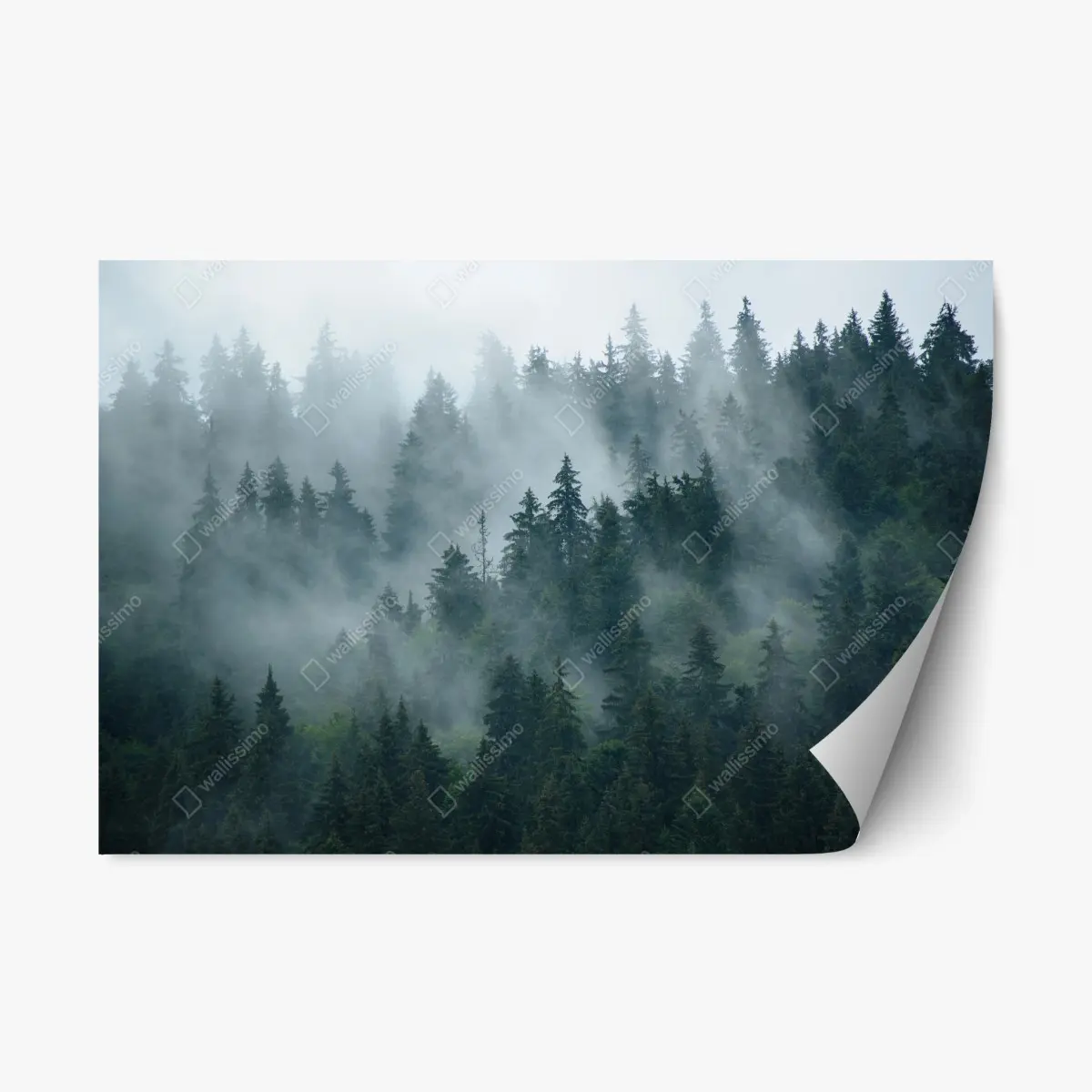 Adesivo riposizionabile foresta di conifere nella nebbia • Wallissimo®
