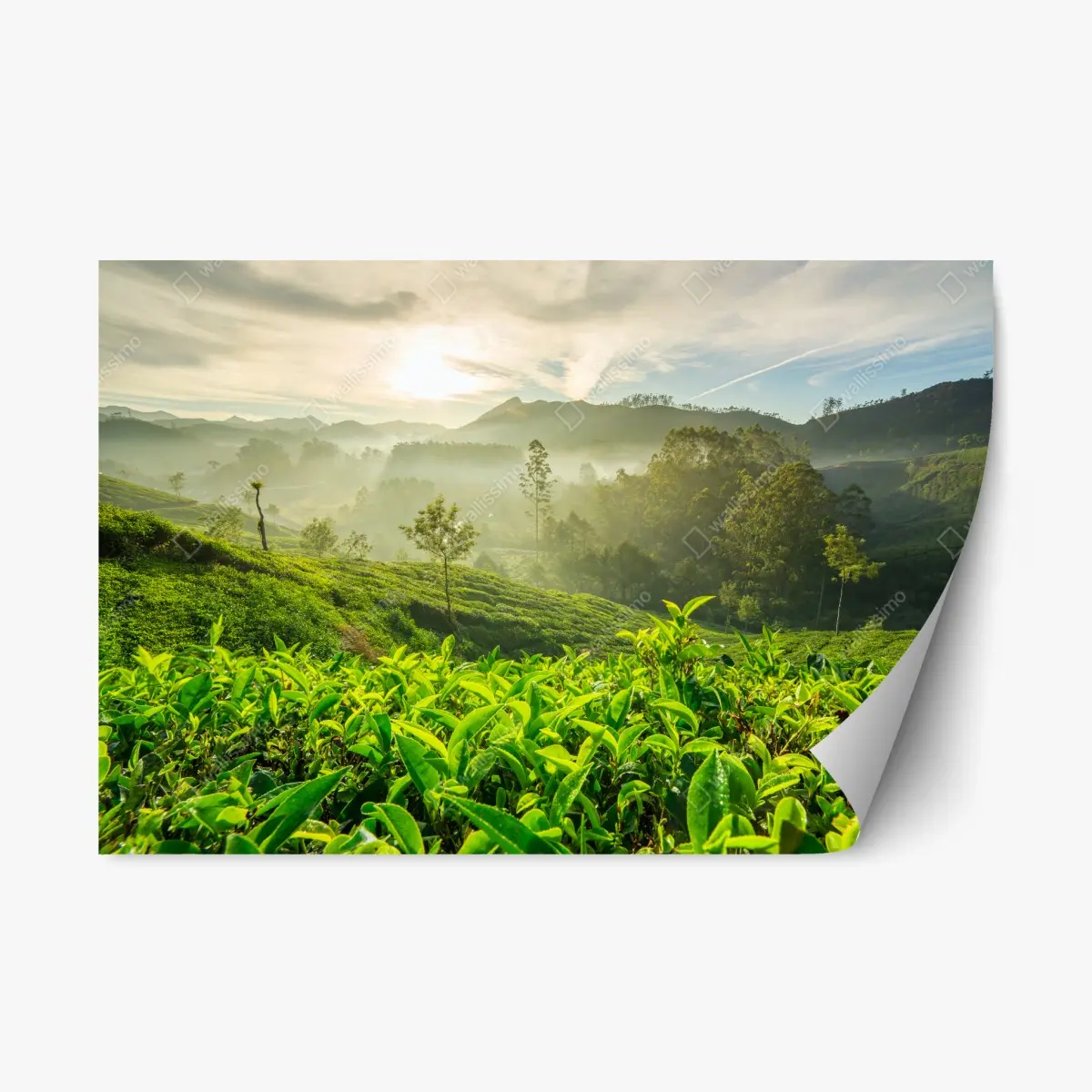 Adesivo riposizionabile mattina dorata sulle piantagioni di tè a Munnar • Wallissimo®