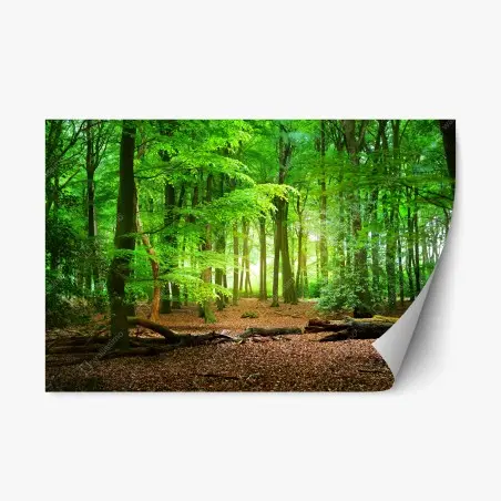 Adesivo riposizionabile serenità nel bosco verde • Wallissimo®