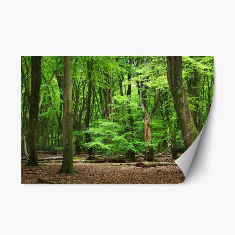 Adesivo riposizionabile bosco verde incantato