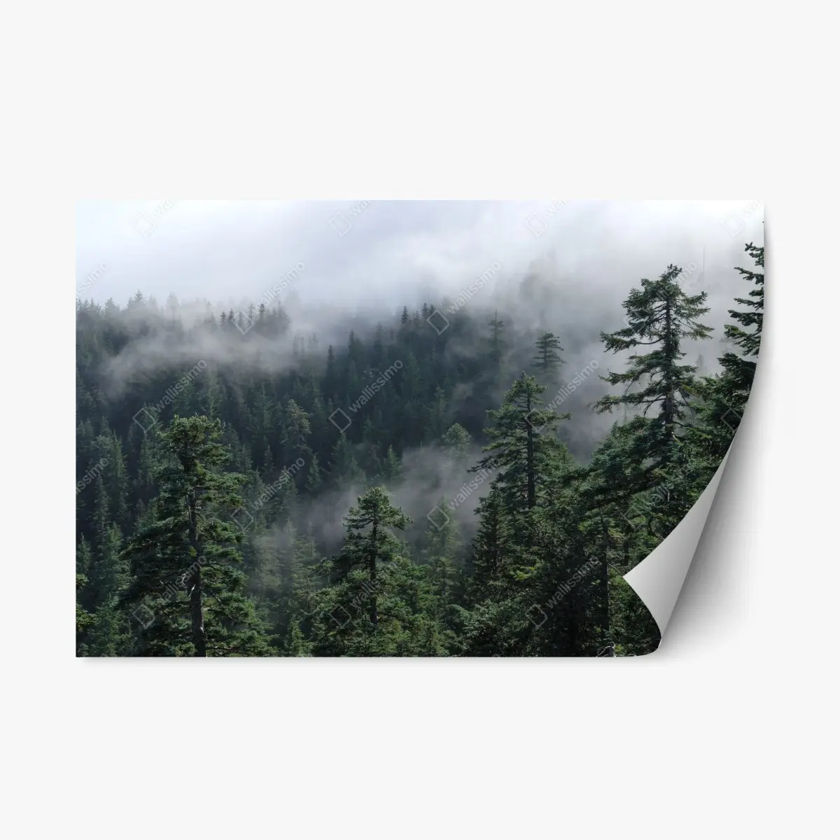 Adesivo riposizionabile vista nebbiosa della foresta di Larch Mount, Oregon • Wallissimo®