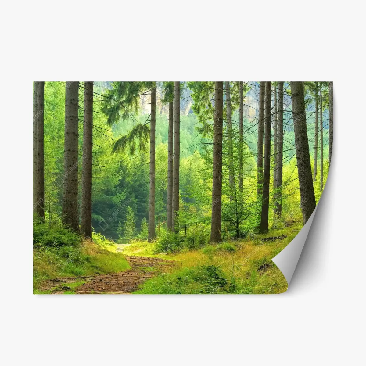 Adesivo riposizionabile sentiero di luce nella foresta • Wallissimo®