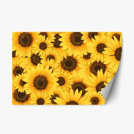 Adesivo riposizionabile esplosione di girasoli • Wallissimo®