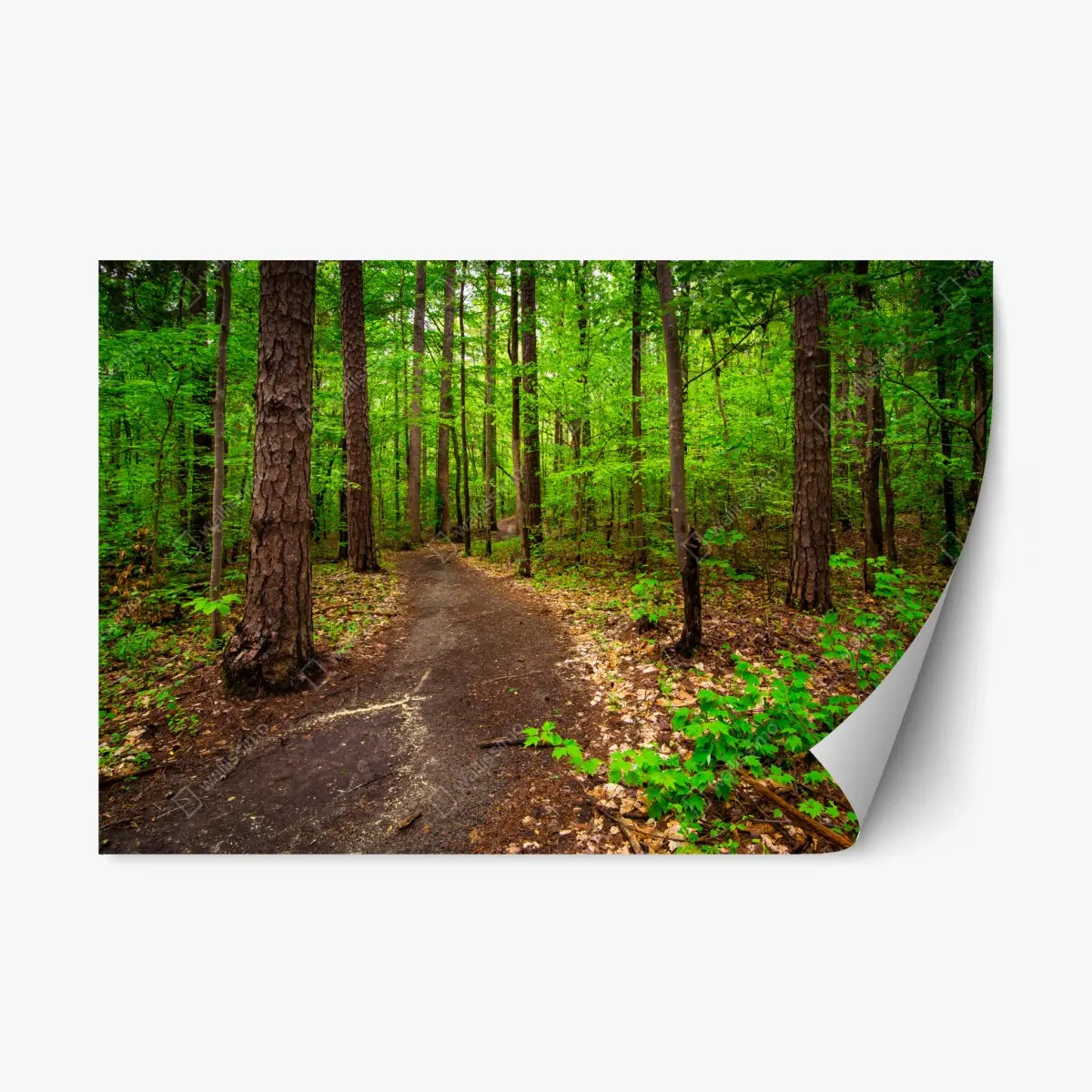 Adesivo riposizionabile sentiero verde nel bosco • Wallissimo®