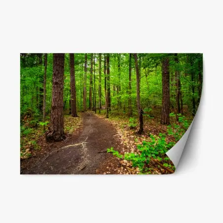 Adesivo riposizionabile sentiero verde nel bosco • Wallissimo®