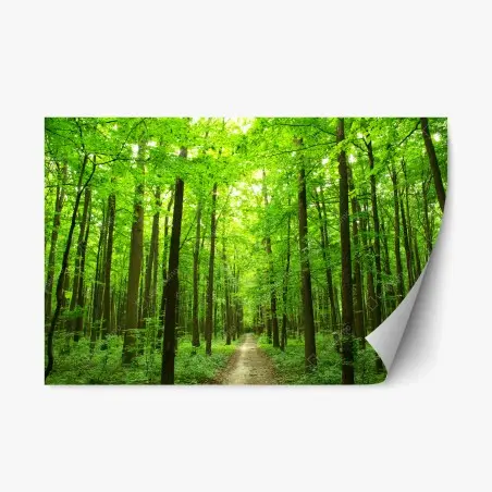 Adesivo riposizionabile sentiero segreto nella foresta verde • Wallissimo®