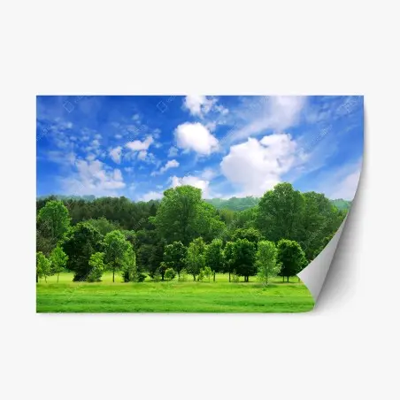 Adesivo riposizionabile panorama estivo di bosco giovane e cielo azzurro • Wallissimo®