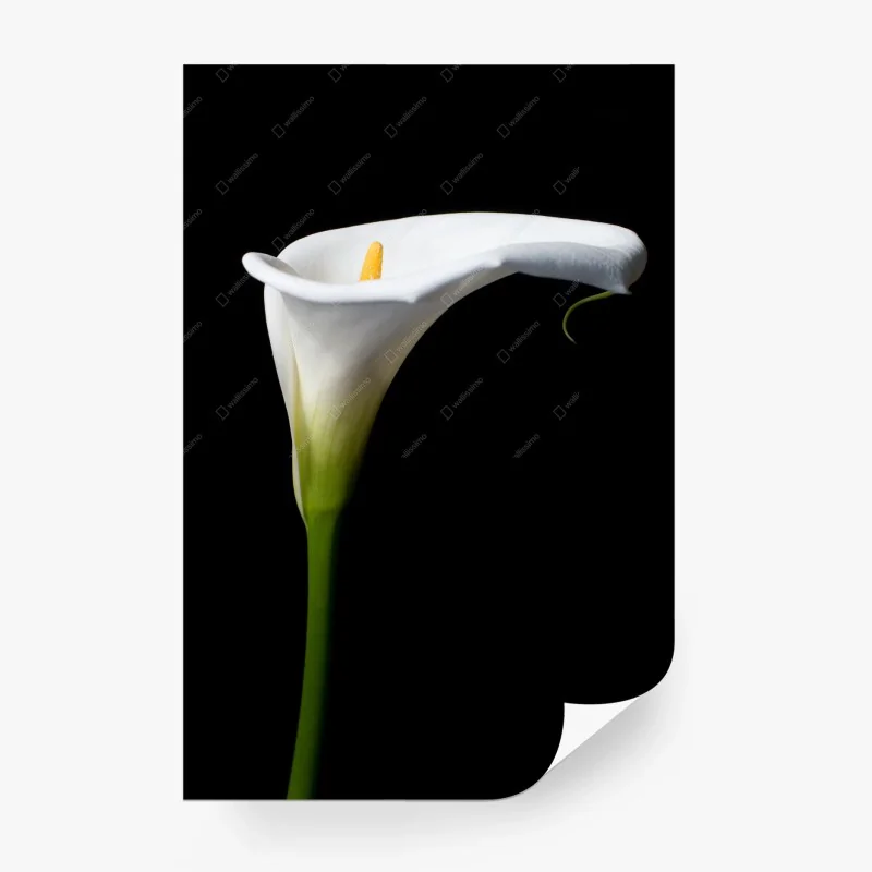 Carta da parati elegante calla bianca su sfondo nero