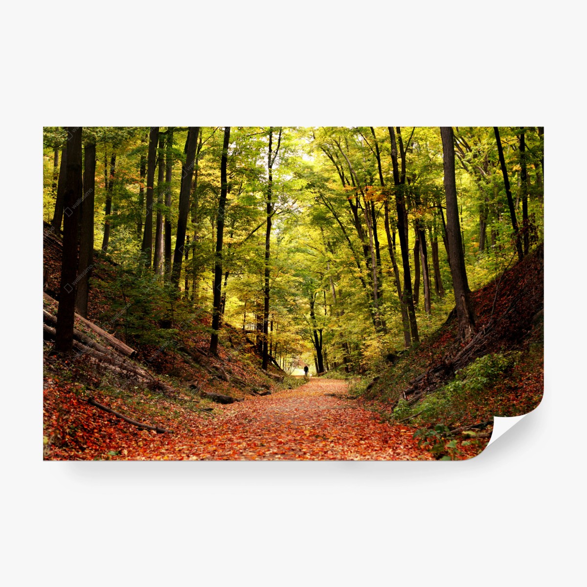 Carta da parati sentiero dorato nel bosco autunnale • Wallissimo®