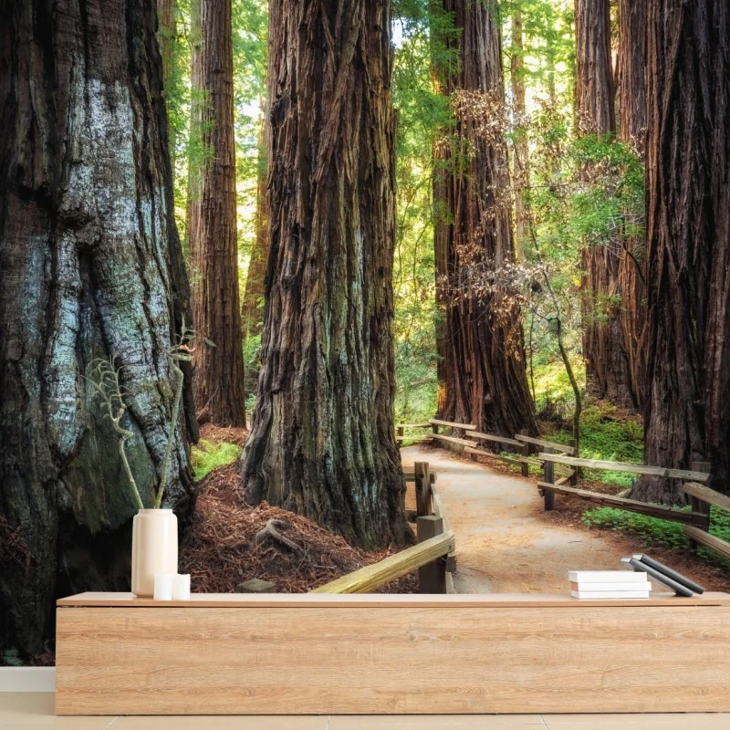 Carta da parati sentiero tra le maestose sequoie